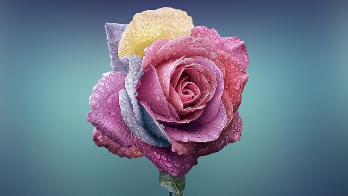 Colorful rose with water droplets