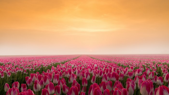 Sunrise over a field of pink and white tulips