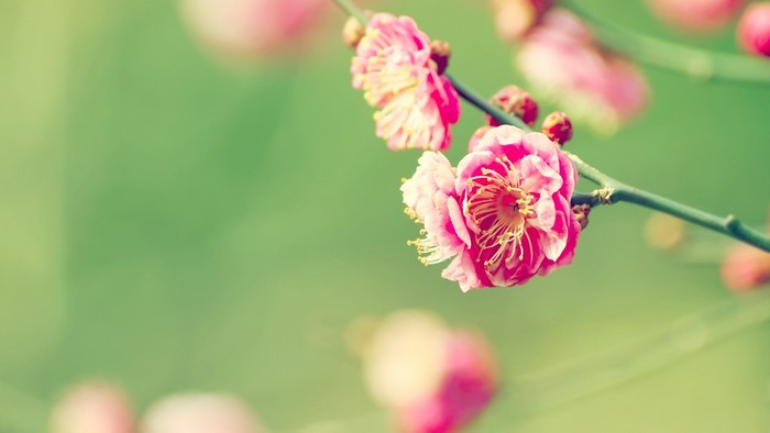 Pink Japanese Apricot Blossoms on a Branch