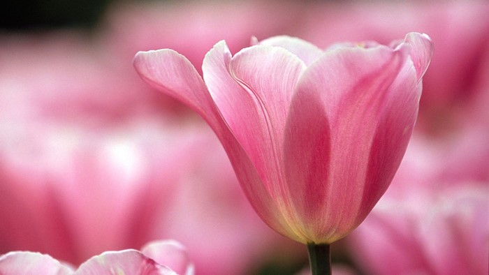 Pink Tulip Flower in Vincennes Flower Park Paris