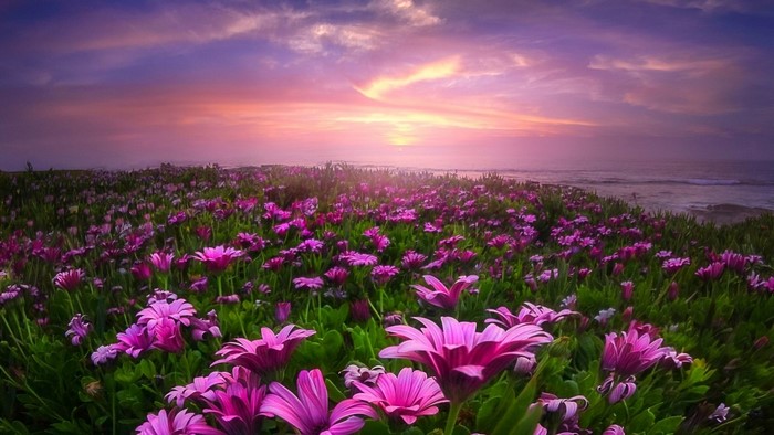 Field of Daisies at Sunset