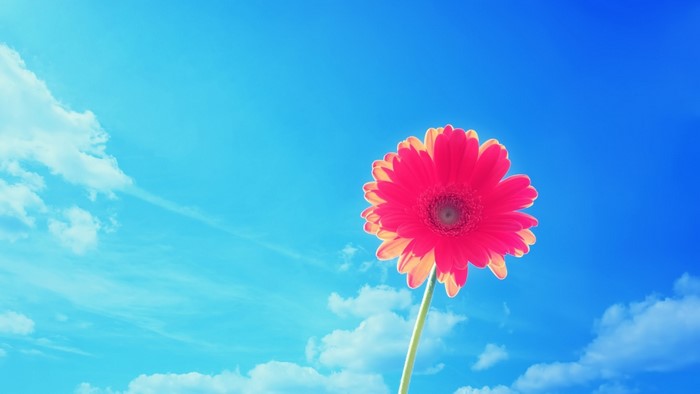 Pink Gerbera Flower Against Blue Sky