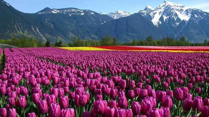 Purple Tulip Field with Snow-Capped Mountains