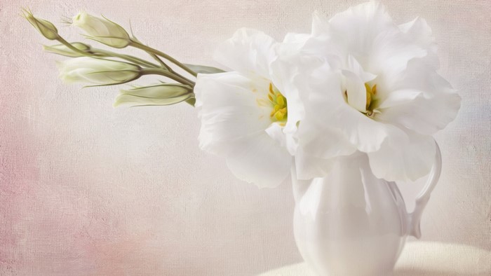 White Flowers in a White Pitcher