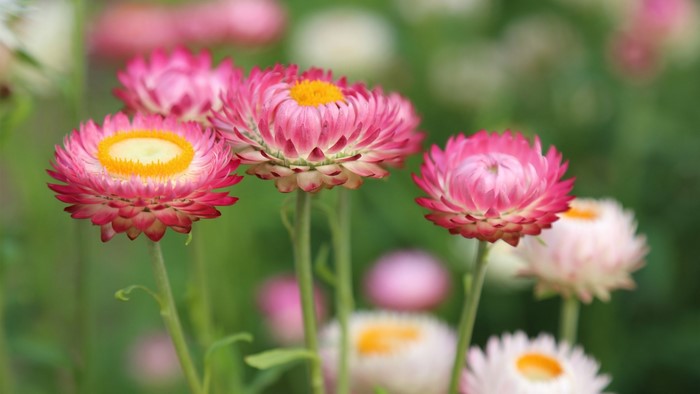 Pink and yellow strawflowers in a meadow