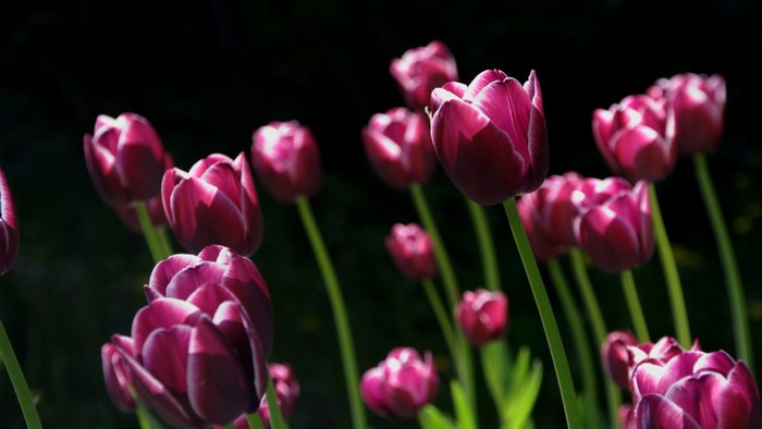 Pink Tulips in Bloom