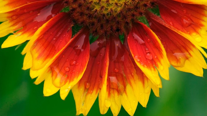 Blanket Flower with Water Droplets