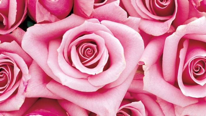 Pink Roses
