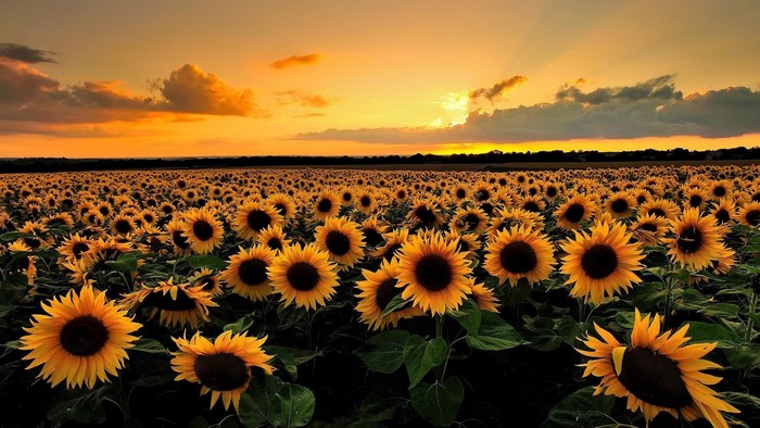 Sunflower Field at Sunset