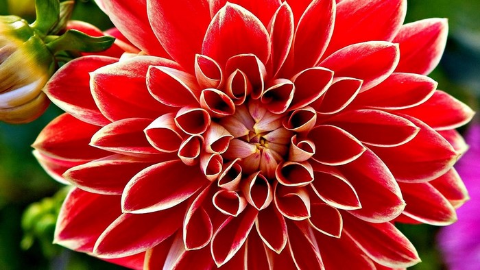 Close-up of a red dahlia flower
