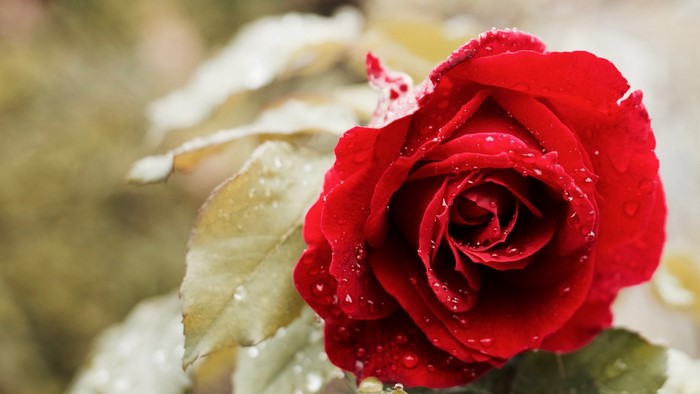 Red Rose with Water Droplets