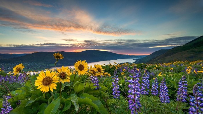 Wildflowers on a hill overlooking the Columbia River at sunset