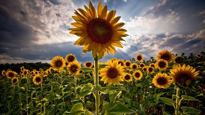 Sunflower Field with Dramatic Sky