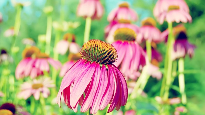 Purple Coneflower flowers in a field
