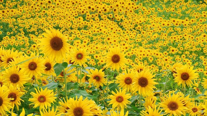 A vast field of sunflowers in bloom