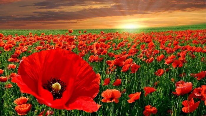 Field of Red Poppies at Sunset