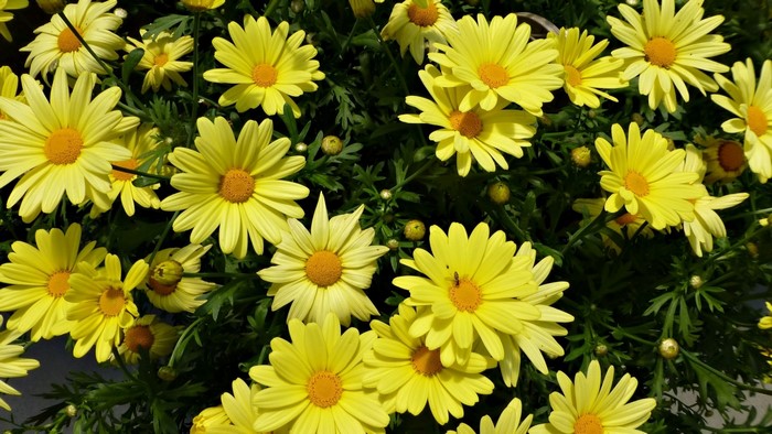 Close-up of yellow daisies with green foliage