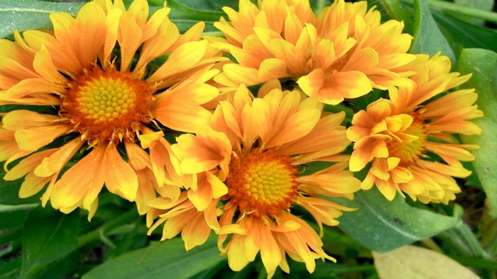Yellow and orange Gaillardia flowers