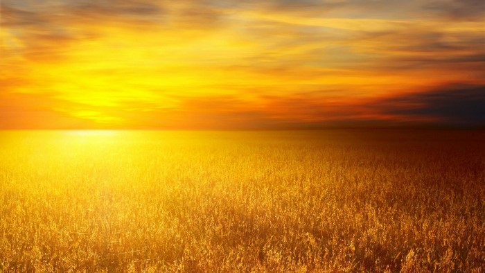 Sunset Over Field of Wheat