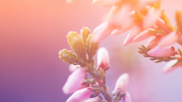 Pink Heather Blossoms in Soft Light