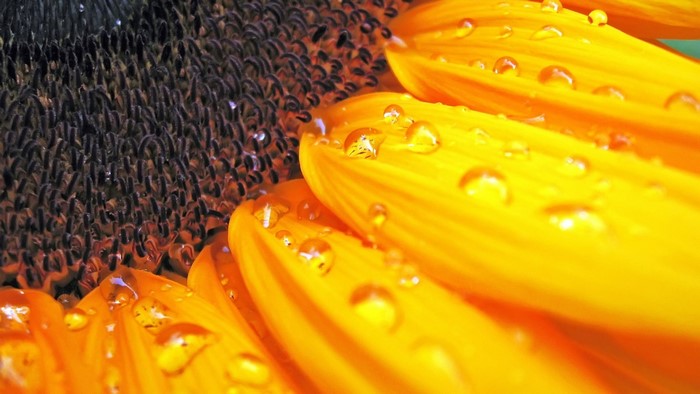 Close-up of a sunflower with water droplets