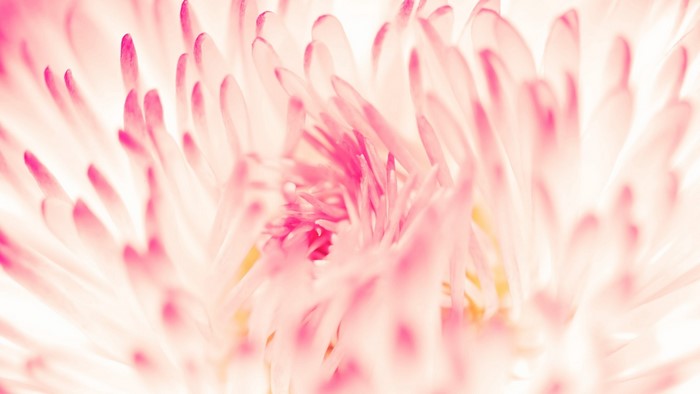 Close-up of a pink daisy flower