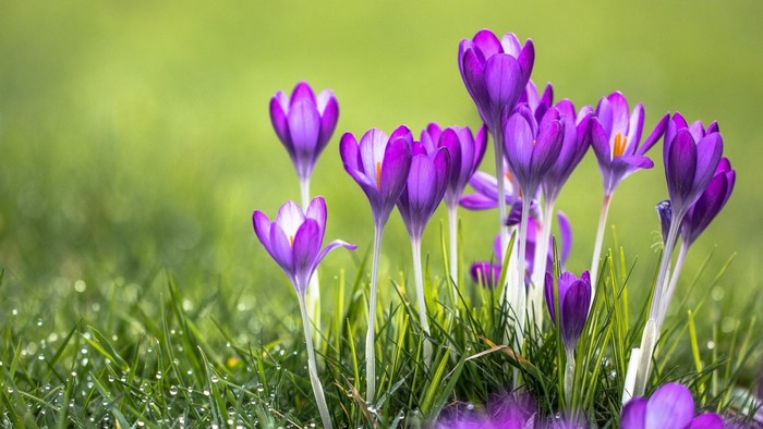 Purple Crocuses in Green Grass