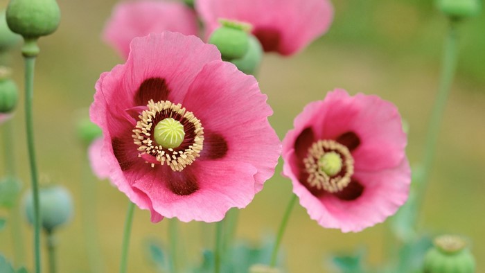Pink Poppies with Green Seed Pods