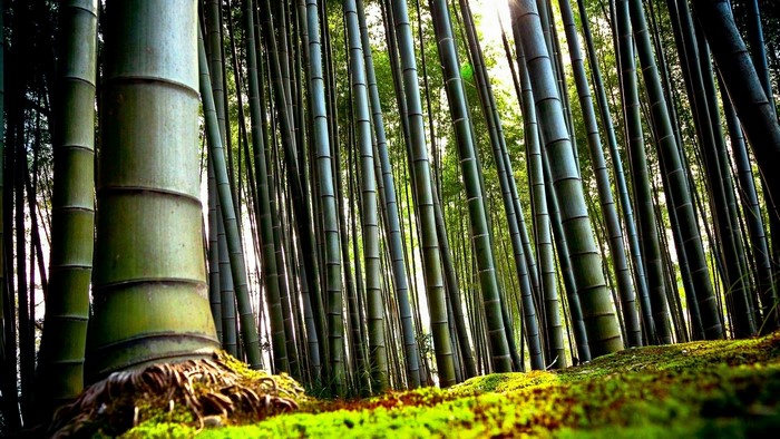 Bamboo Forest with Mossy Ground