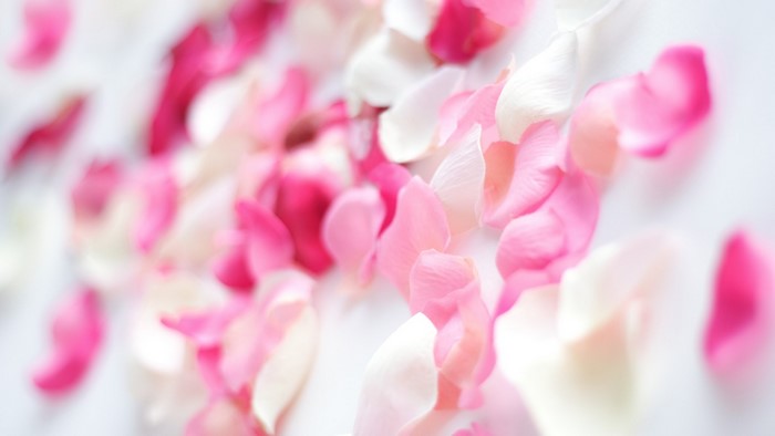 Pink and white flower petals scattered