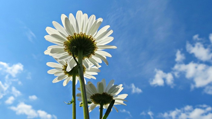 White daisies against a blue sky with clouds