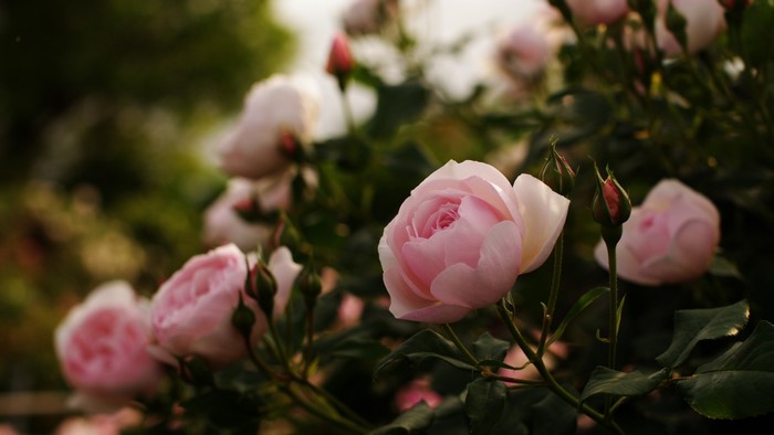 Pink Roses in Bloom