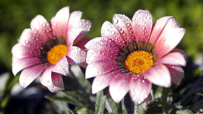 Two pink and yellow flowers with dew drops
