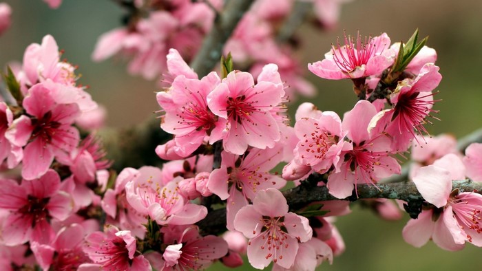 Pink apple blossoms on a branch