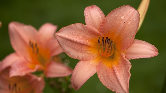 Close-up of pink lilies with water droplets
