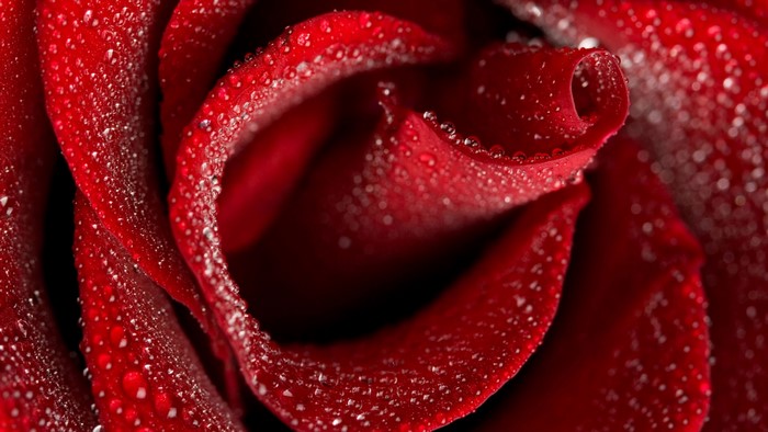 Close-up of a red rose with water droplets