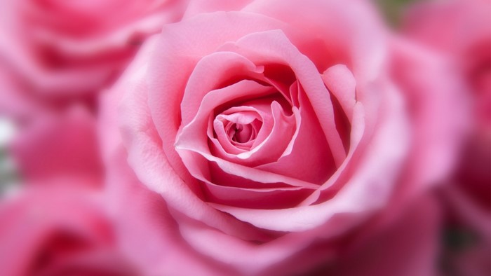 Close-up of a Pink Rose