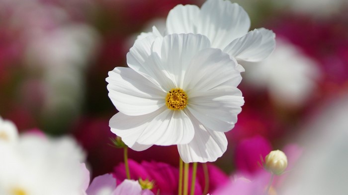 White Cosmos Flowers in Bloom