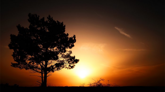 Silhouette of a tree against a vibrant sunset