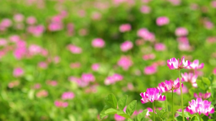 Pink flowers and green leaves in a field