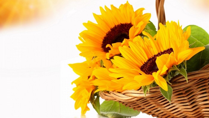 Sunflowers in a Wicker Basket