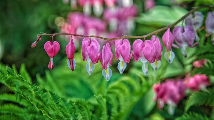 Bleeding Heart Flowers on a Branch
