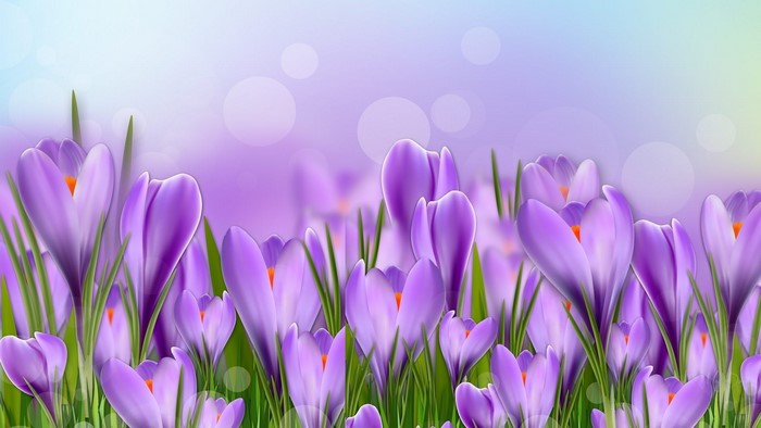 Purple Crocus Flowers in Bloom