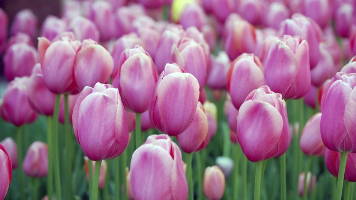Pink Tulips Field