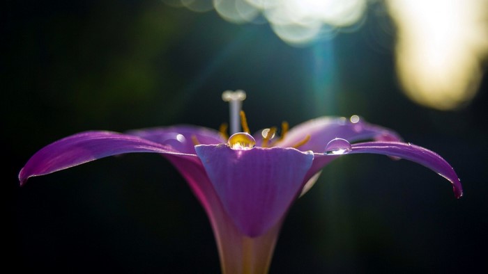 Purple flower with water droplets in sunlight
