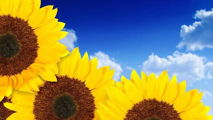 Sunflowers against a blue sky with clouds