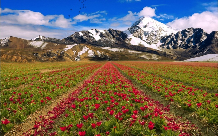 Field of red tulips with snow-capped mountains