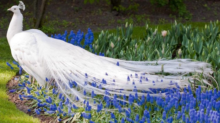 White Peacock in Blue Flowers
