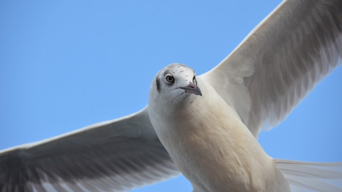 Seagull in flight against blue sky