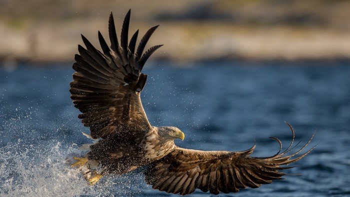 White-tailed Eagle in Flight Over Water